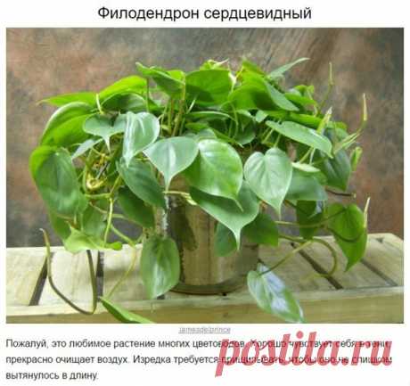 10 домашних растений, которые могут выжить даже в самом темном углу