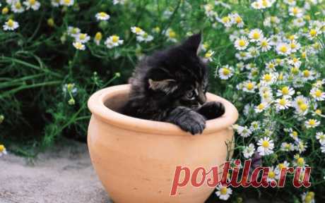 Кошки в ромашках.