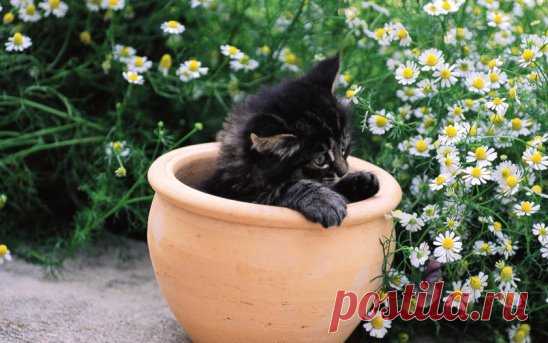 Кошки в ромашках.