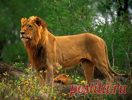 Фото Без названия. Альбом ЦАРЬ ЗВЕРЕЙ - 50 фото. Фотографии ⊰✿⊱ ОЛЬГА ⊰✿⊱.