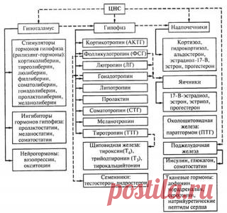 Гормоны, виды гормонов и их влияние