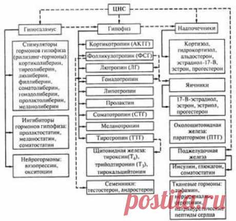 Гормоны, виды гормонов и их влияние