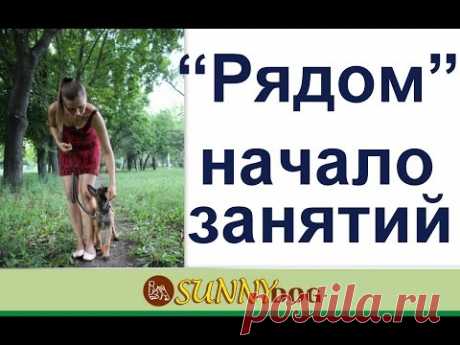 Рядом дрессировка и обучение щенка.. Рядом дрессировка - первое занятие