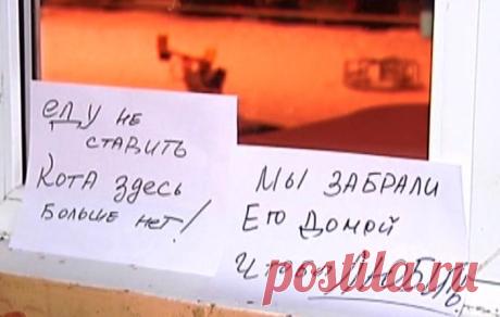 Котообъявления | Позитив в картинках и не только