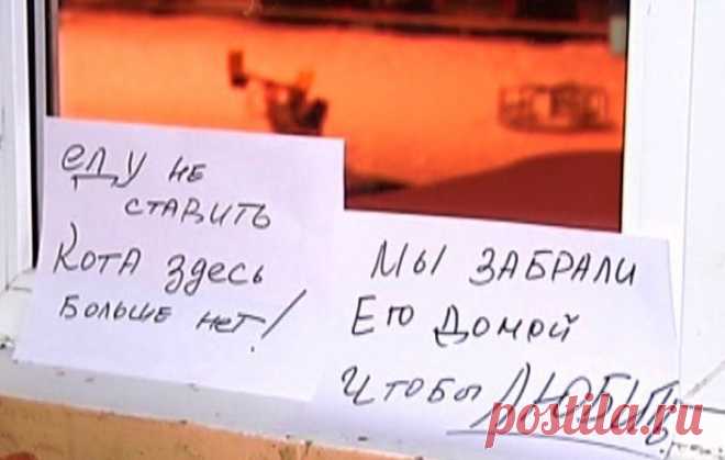 Котообъявления | Позитив в картинках и не только