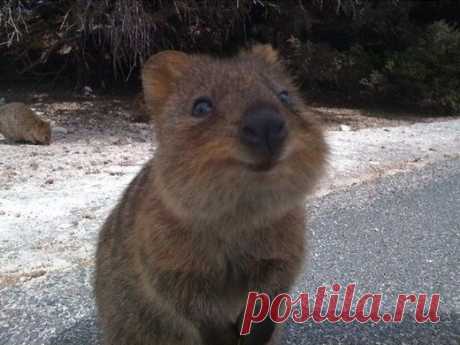 Улыбчивый зверек Квокка (Quokka) - милейшее создание!!! | Все о наших питомцах