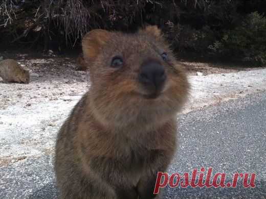 Улыбчивый зверек Квокка (Quokka) - милейшее создание!!! | Все о наших питомцах