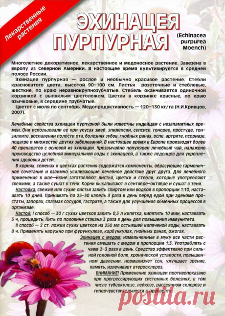 Эхинацея пурпурная