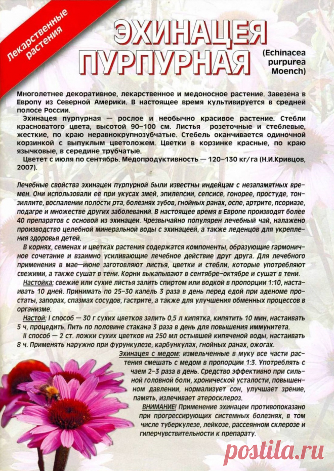 Эхинацея пурпурная