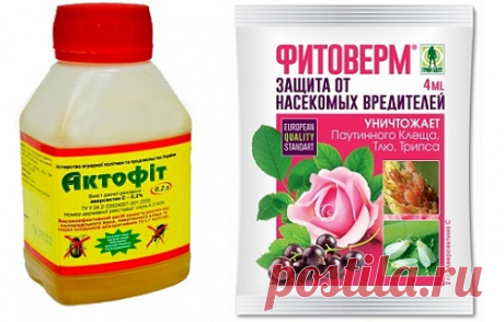 Паутинный клещ на огурцах: как бороться и избавиться