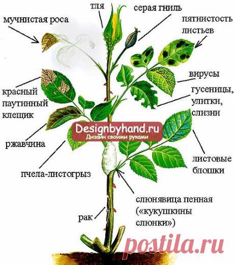 Вредители и болезни садовой розы. Профилактика и лечение. Фото вредителей розы