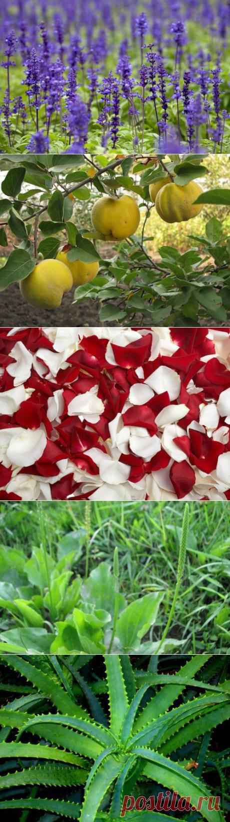 Травы, вызывающие или стимулирующие овуляцию |С каждым годом в нашей стране все большее количество женщин сталкивается с невозможностью зачатия. Из-за образа жизни, экологии и ряда других факторов у потенциальных мам рано или поздно начинаются проблемы с овуляцией. И, как результат, беременность у таких женщин становится все более затруднительной.