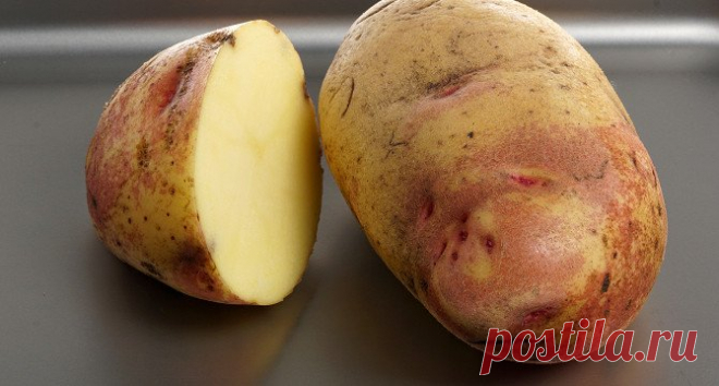 40 сортов картофеля для пюре, жарки, запекания и картошки фри