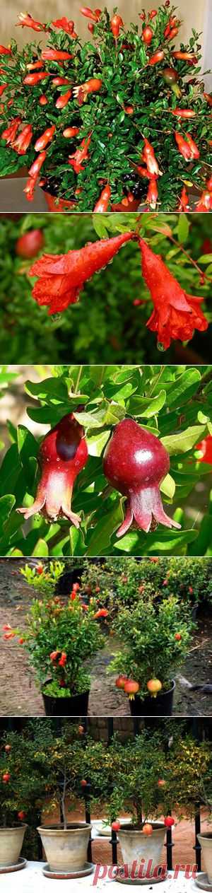 Гранат комнатный. Гранат карликовый (комнатный): уход, обрезка, размножение, сорта, выращивание в домашних условиях - Сайт о растениях