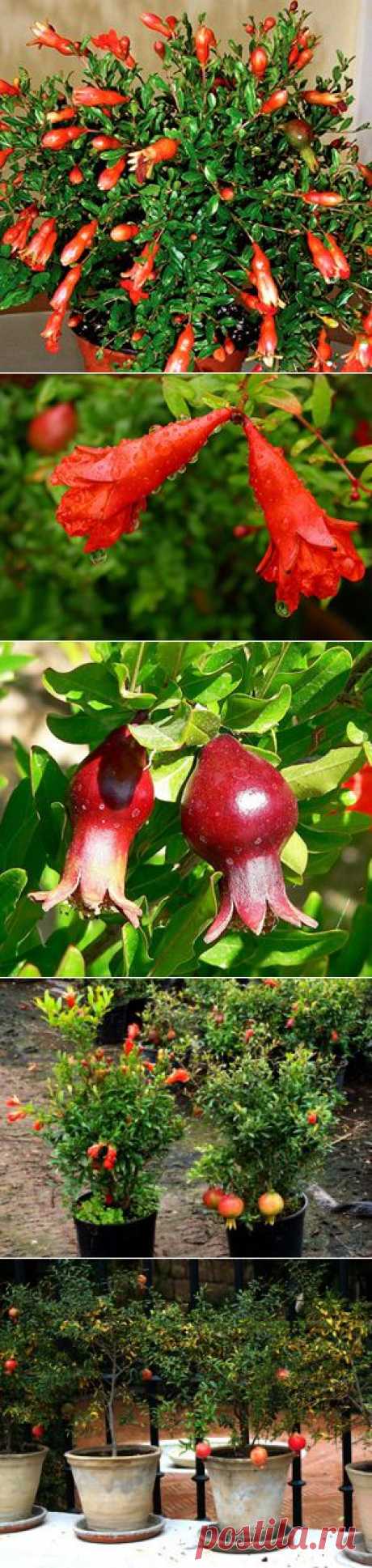 Гранат комнатный. Гранат карликовый (комнатный): уход, обрезка, размножение, сорта, выращивание в домашних условиях - Сайт о растениях