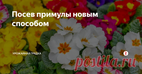 Посев примулы новым способом Примула относится к цветам, семена которых требуют обязательной стратификации, поэтому прежде чем сажать это растение, семена нужно правильно подготовить