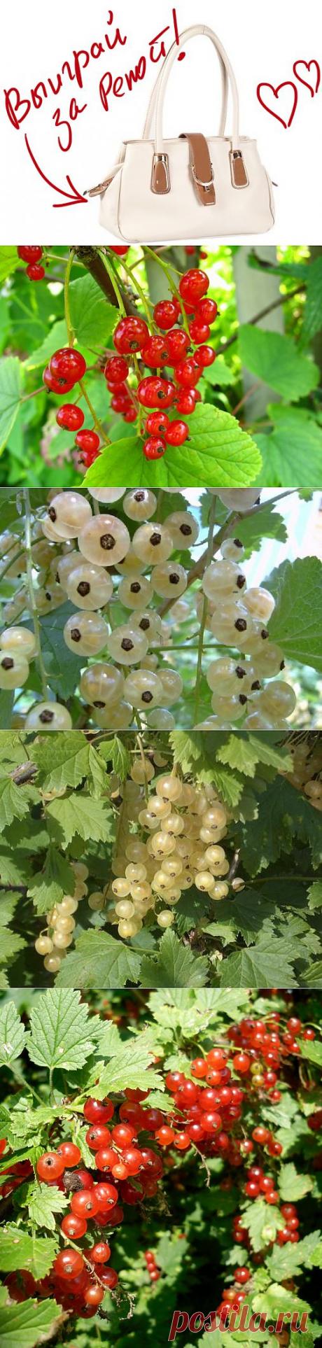 Смородина красная и белая: особенности выращивания и ухода, сорта. Выиграйте стильную сумку от интернет-магазина Клуб Красоты, разместив любой пост с сайта 7dach.ru в Постиле. Чем больше постов - тем выше шансы. Розыгрыш состоится в понедельник, 16 декабря. В акции участвуют все посты, которые содержат этот текст и фото сумки!