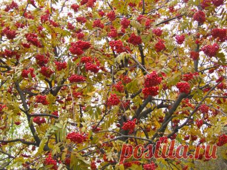 Рябина красная