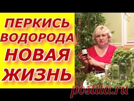 Перекись водорода в вашей новой жизни !!! Метод И.П.Неумывакин