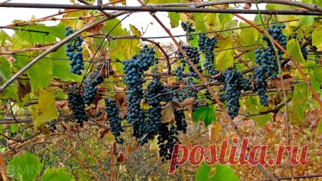 Уход за виноградом: календарь на 12 месяцев Мы посвятили целую серию статей основам умного виноградника, рассказав о его особенностях и уходе за этой прихотливой культурой. Но, понимая, что ухаживать за виноградом непросто, предлагаем краткий календарь, который поможет вам не забыть самое главное.