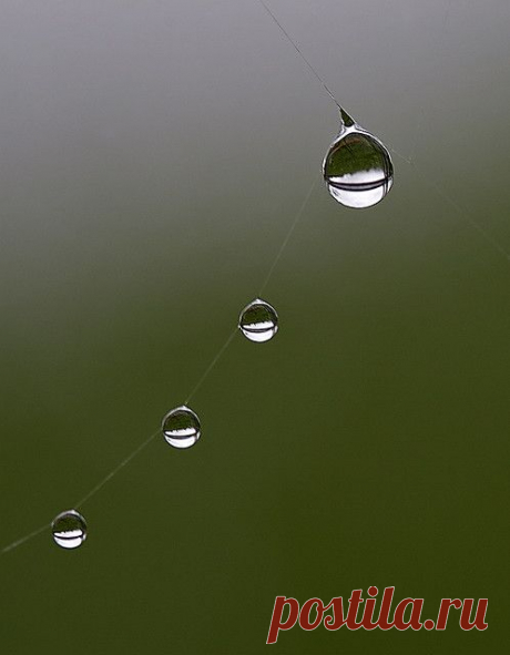 Wet Web | Flickr - Photo Sharing!