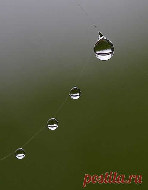 Wet Web | Flickr - Photo Sharing!
