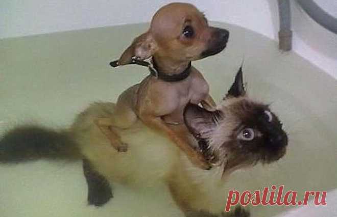 Долго мне его ещё купать?