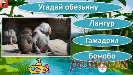 Обезьяны 🙈Тест виды обезьян 🙉 Хорошо ли ты знаешь обезьян? | Викторина Дом тестов | Дом тестов — Тесты Викторины География + Инвестиции Страхование Недвижимость | Дзен