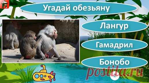 Обезьяны 🙈Тест виды обезьян 🙉 Хорошо ли ты знаешь обезьян? | Викторина Дом тестов | Дом тестов — Тесты Викторины География + Инвестиции Страхование Недвижимость | Дзен