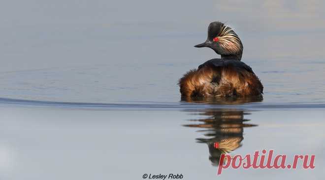 Black Necked Grebe Reflection Explore Lesley Robb's photos on Flickr. Lesley Robb has uploaded 1006 photos to Flickr.