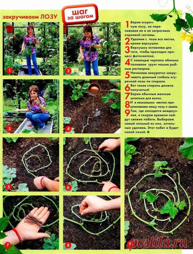 СОВЕТЫ ОГОРОДНИКУ
   ОГУРЕЧНАЯ ЛОЗА.