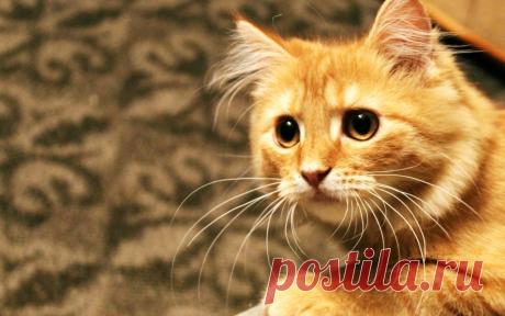 Возьми кота на счастье, коты и кошки дарящие надежду