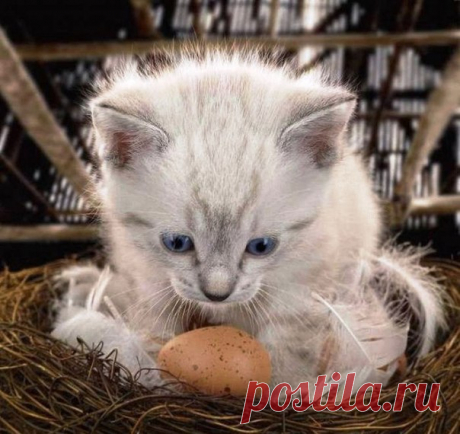 — Интересно, долго его еще высиживать..
