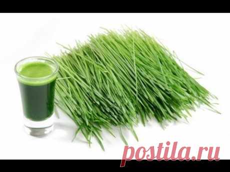 Трава пшеницы: эликсир молодости и хлорофилл / Wheat grass