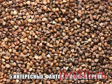 5 ИНТЕРЕСНЫХ ФАКТОВ О ПОЛЬЗЕ ГРЕЧИ