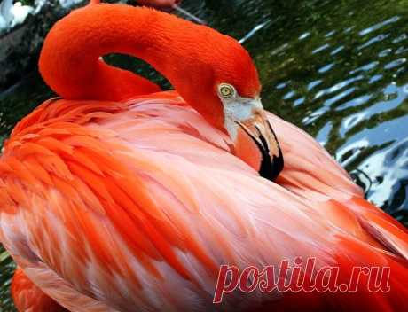 Почему фламинго розовый?.