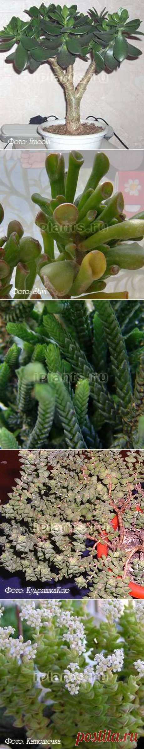 Толстянка Crassula - Комнатные растения и цветы