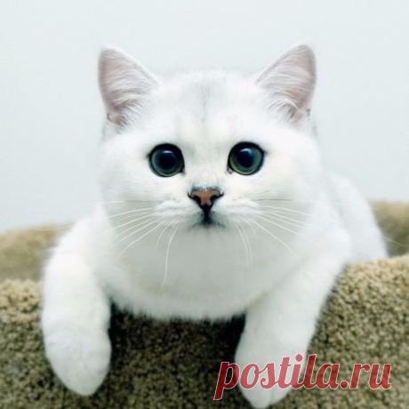Какая красавица