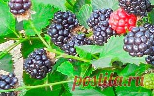 Как получить обильный урожай ежевики? Особенности выращивания кустарника ВСЕ О ПОСАДКЕ ЕЖЕВИКИ И УХОДЕ ЗА НЕЙ