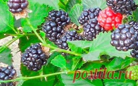 Как получить обильный урожай ежевики? Особенности выращивания кустарника ВСЕ О ПОСАДКЕ ЕЖЕВИКИ И УХОДЕ ЗА НЕЙ