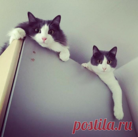 Ведётся котонаблюдение)