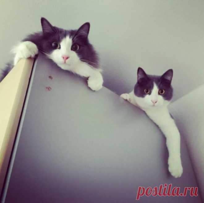 Ведётся котонаблюдение)