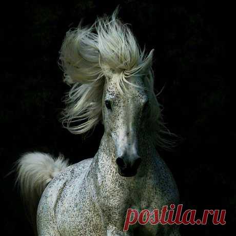 Лучшие статусы, цитаты и афоризмы
Добрынина Светлана