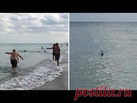Люди наслаждались плаванием у побережья Флориды, когда в паре метров от них появилась акула...