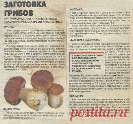 Заготовка грибов