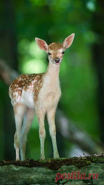 deer