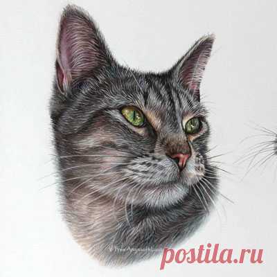 Кошачьи портреты карандашом