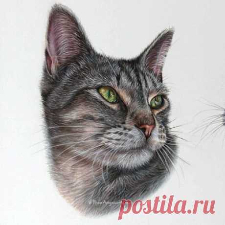 Кошачьи портреты карандашом