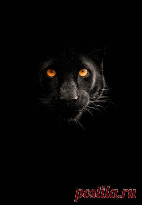Wolfskin
