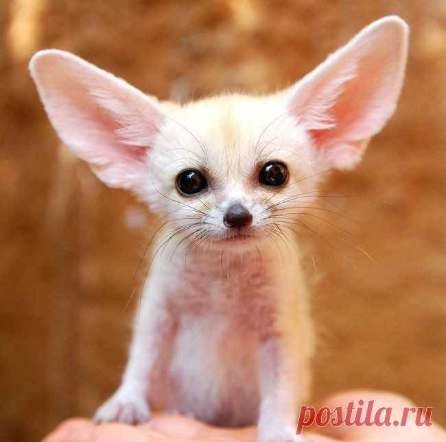 Детеныши / Питомцы